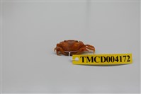 藏品(絨毛近方蟹)的圖片